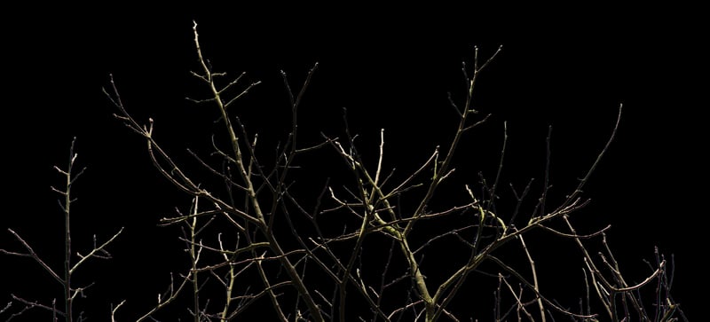 Enchanted Forest of Wyverndale